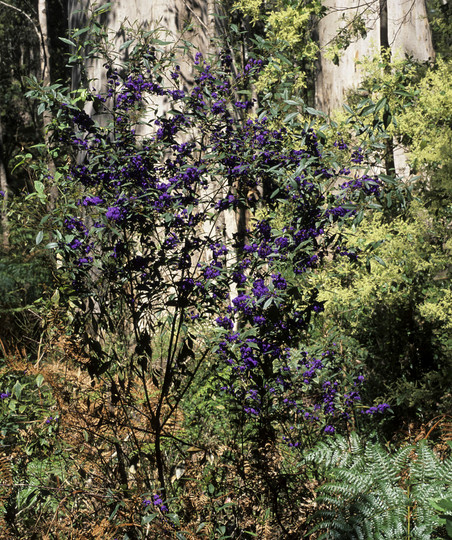 Hovea elliptica