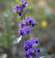 Hovea chorizemifolia