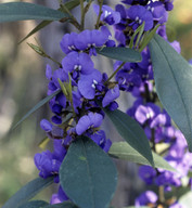 Hovea elliptica