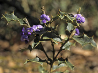 Hovea chorizemifolia