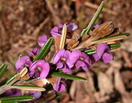 Hovea linearis?