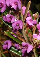 Hovea linearis?