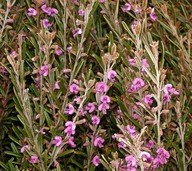 Hovea linearis?