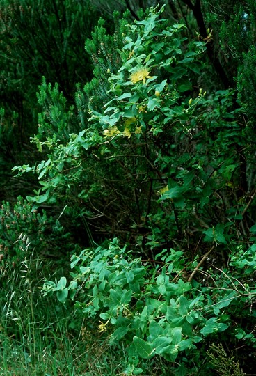 Hypericum grandifolium