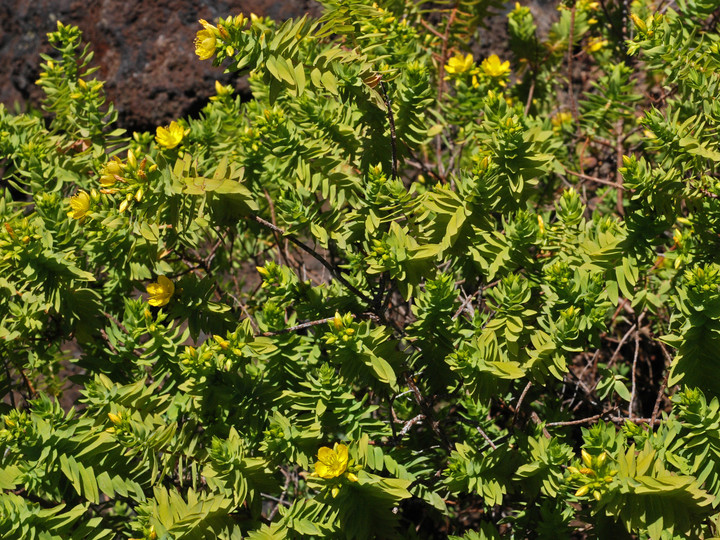 Hypericum reflexum