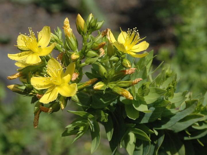 Hypericum reflexum