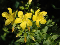 Hypericum reflexum