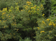 Hypericum canariense