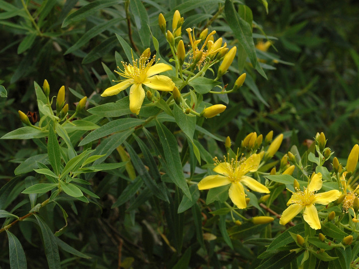 Hypericum canariense