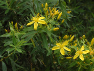 Hypericum canariense