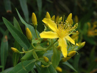 Hypericum canariense