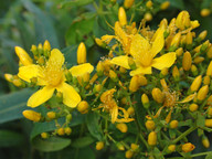 Hypericum canariense