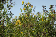 Hypericum canariense