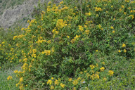 Hypericum canariense