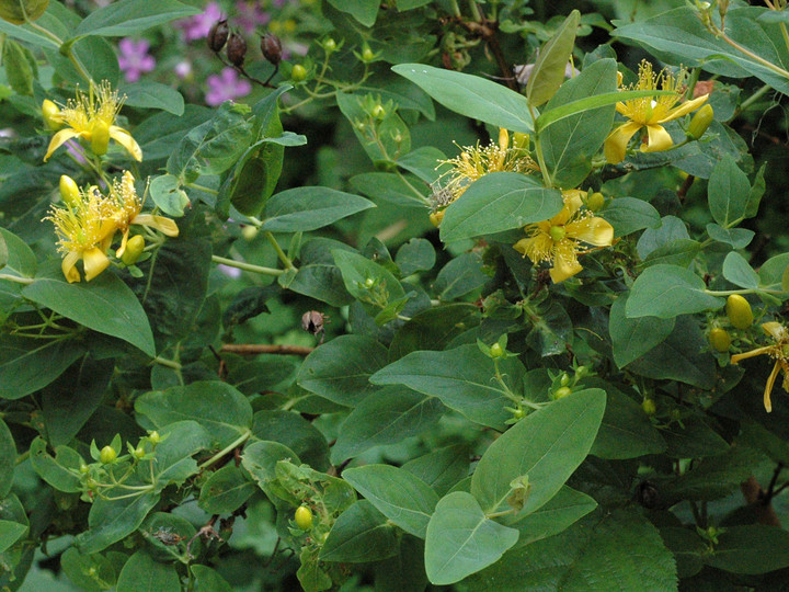 Hypericum inodorum