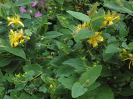 Hypericum inodorum