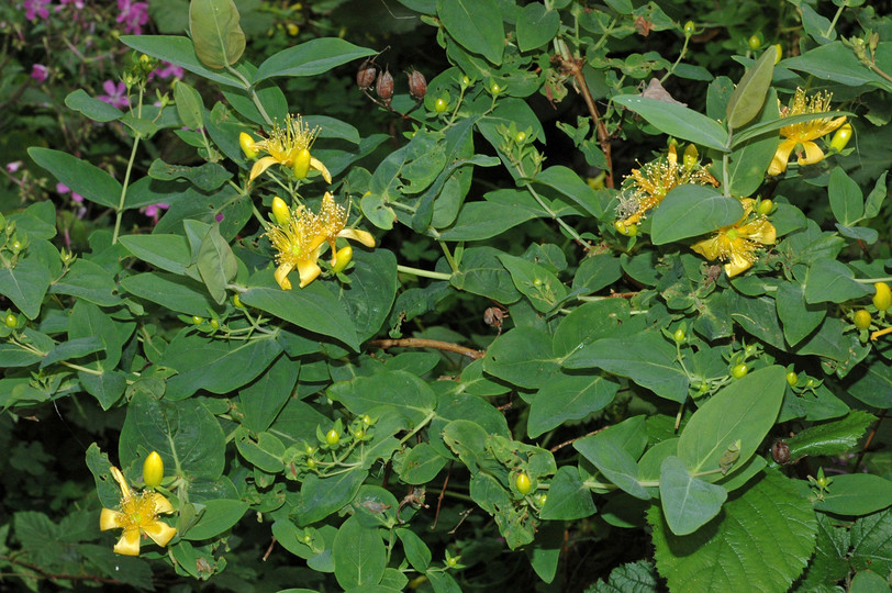 Hypericum inodorum