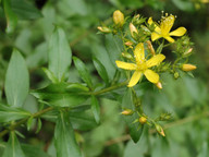 Hypericum glandulosum