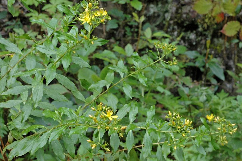 Hypericum glandulosum