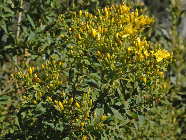 Hypericum canariense