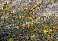 Hypocalymma xanthopetalum