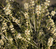 Hypocalymma angustifolium