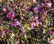 Hypocalymma speciosum