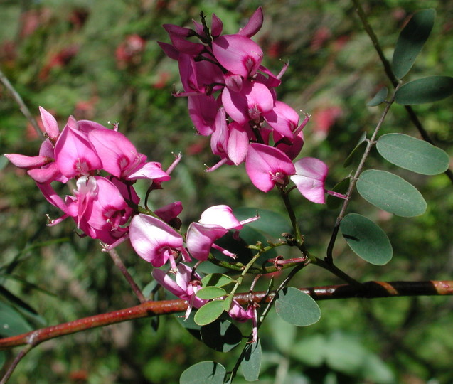 Indigofera australis