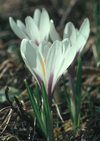 Crocus albiflorus