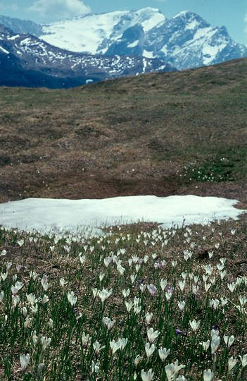 Crocus albiflorus