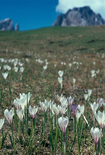 Crocus albiflorus