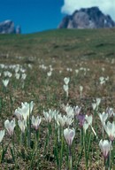 Crocus albiflorus