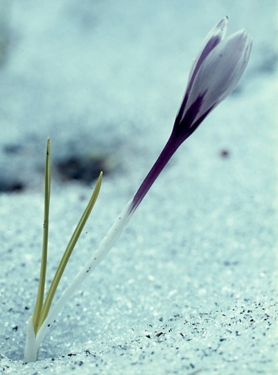 Crocus albiflorus