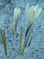 Crocus albiflorus