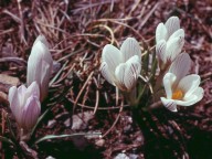 Crocus nevadensis