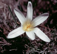 Crocus nevadensis