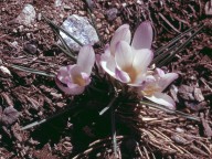 Crocus nevadensis