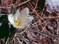 Crocus nevadensis