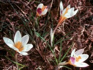 Crocus sieberi ssp. sieberi