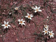 Romulea bulbocodium