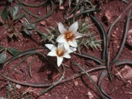 Romulea bulbocodium