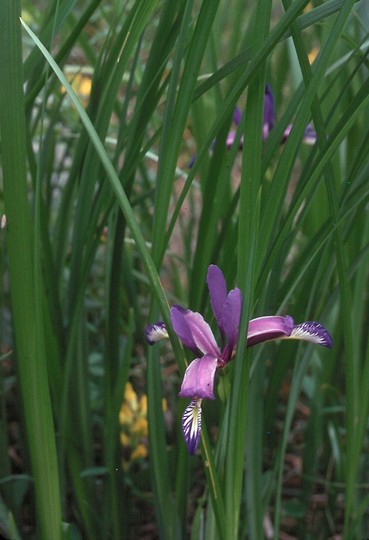 Iris graminea