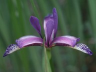 Iris graminea