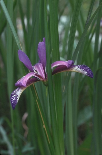 Iris graminea