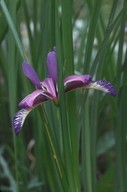 Iris graminea