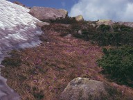 Crocus veluchensis