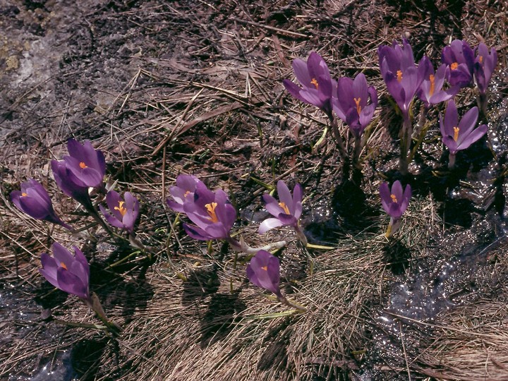 Crocus veluchensis