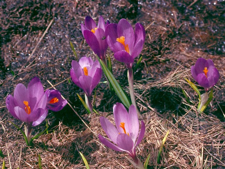 Crocus veluchensis