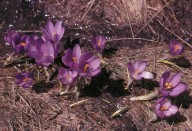 Crocus veluchensis