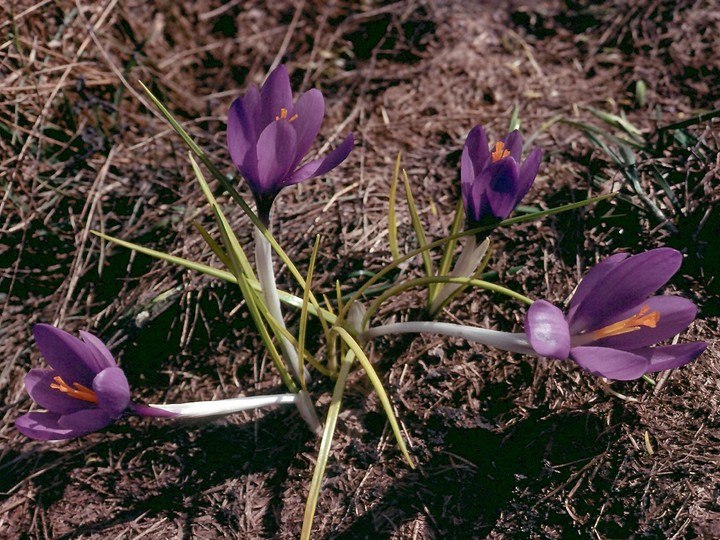 Crocus veluchensis